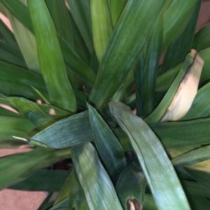 Meet your Posher, Blake